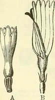 An illustration from Die wissenschaftliche Ausbildung des Apothekerlehrlings und seine Vorbereitung zum Gehülfenexamen : mit Rücksicht auf die neuesten Anforderungen (1884)