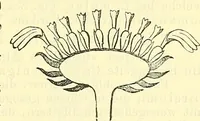 An illustration from Die wissenschaftliche Ausbildung des Apothekerlehrlings und seine Vorbereitung zum Gehülfenexamen : mit Rücksicht auf die neuesten Anforderungen (1884)