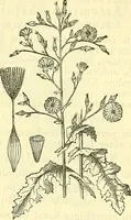An illustration from Die wissenschaftliche Ausbildung des Apothekerlehrlings und seine Vorbereitung zum Gehülfenexamen : mit Rücksicht auf die neuesten Anforderungen (1884)