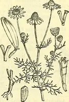 An illustration from Die wissenschaftliche Ausbildung des Apothekerlehrlings und seine Vorbereitung zum Gehülfenexamen : mit Rücksicht auf die neuesten Anforderungen (1884)
