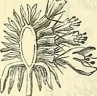 An illustration from Die wissenschaftliche Ausbildung des Apothekerlehrlings und seine Vorbereitung zum Gehülfenexamen : mit Rücksicht auf die neuesten Anforderungen (1884)