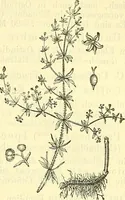 An illustration from Die wissenschaftliche Ausbildung des Apothekerlehrlings und seine Vorbereitung zum Gehülfenexamen : mit Rücksicht auf die neuesten Anforderungen (1884)