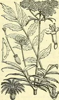 An illustration from Die wissenschaftliche Ausbildung des Apothekerlehrlings und seine Vorbereitung zum Gehülfenexamen : mit Rücksicht auf die neuesten Anforderungen (1884)