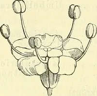 An illustration from Die wissenschaftliche Ausbildung des Apothekerlehrlings und seine Vorbereitung zum Gehülfenexamen : mit Rücksicht auf die neuesten Anforderungen (1884)