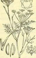 An illustration from Die wissenschaftliche Ausbildung des Apothekerlehrlings und seine Vorbereitung zum Gehülfenexamen : mit Rücksicht auf die neuesten Anforderungen (1884)