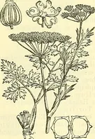 An illustration from Die wissenschaftliche Ausbildung des Apothekerlehrlings und seine Vorbereitung zum Gehülfenexamen : mit Rücksicht auf die neuesten Anforderungen (1884)