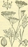 An illustration from Die wissenschaftliche Ausbildung des Apothekerlehrlings und seine Vorbereitung zum Gehülfenexamen : mit Rücksicht auf die neuesten Anforderungen (1884)
