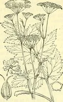 An illustration from Die wissenschaftliche Ausbildung des Apothekerlehrlings und seine Vorbereitung zum Gehülfenexamen : mit Rücksicht auf die neuesten Anforderungen (1884)
