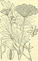 An illustration from Die wissenschaftliche Ausbildung des Apothekerlehrlings und seine Vorbereitung zum Gehülfenexamen : mit Rücksicht auf die neuesten Anforderungen (1884)