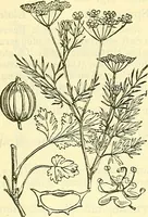 An illustration from Die wissenschaftliche Ausbildung des Apothekerlehrlings und seine Vorbereitung zum Gehülfenexamen : mit Rücksicht auf die neuesten Anforderungen (1884)