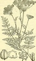 An illustration from Die wissenschaftliche Ausbildung des Apothekerlehrlings und seine Vorbereitung zum Gehülfenexamen : mit Rücksicht auf die neuesten Anforderungen (1884)