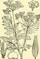 An illustration from Die wissenschaftliche Ausbildung des Apothekerlehrlings und seine Vorbereitung zum Gehülfenexamen : mit Rücksicht auf die neuesten Anforderungen (1884)