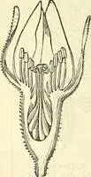 An illustration from Die wissenschaftliche Ausbildung des Apothekerlehrlings und seine Vorbereitung zum Gehülfenexamen : mit Rücksicht auf die neuesten Anforderungen (1884)