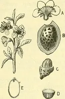 An illustration from Die wissenschaftliche Ausbildung des Apothekerlehrlings und seine Vorbereitung zum Gehülfenexamen : mit Rücksicht auf die neuesten Anforderungen (1884)