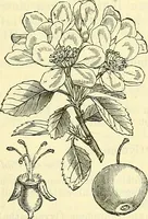 An illustration from Die wissenschaftliche Ausbildung des Apothekerlehrlings und seine Vorbereitung zum Gehülfenexamen : mit Rücksicht auf die neuesten Anforderungen (1884)
