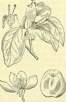 An illustration from Die wissenschaftliche Ausbildung des Apothekerlehrlings und seine Vorbereitung zum Gehülfenexamen : mit Rücksicht auf die neuesten Anforderungen (1884)
