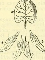 An illustration from Die wissenschaftliche Ausbildung des Apothekerlehrlings und seine Vorbereitung zum Gehülfenexamen : mit Rücksicht auf die neuesten Anforderungen (1884)