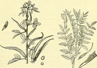An illustration from Die wissenschaftliche Ausbildung des Apothekerlehrlings und seine Vorbereitung zum Gehülfenexamen : mit Rücksicht auf die neuesten Anforderungen (1884)