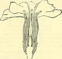 An illustration from Die wissenschaftliche Ausbildung des Apothekerlehrlings und seine Vorbereitung zum Gehülfenexamen : mit Rücksicht auf die neuesten Anforderungen (1884)