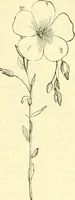 An illustration from Die wissenschaftliche Ausbildung des Apothekerlehrlings und seine Vorbereitung zum Gehülfenexamen : mit Rücksicht auf die neuesten Anforderungen (1884)