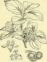 An illustration from Die wissenschaftliche Ausbildung des Apothekerlehrlings und seine Vorbereitung zum Gehülfenexamen : mit Rücksicht auf die neuesten Anforderungen (1884)