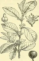 An illustration from Die wissenschaftliche Ausbildung des Apothekerlehrlings und seine Vorbereitung zum Gehülfenexamen : mit Rücksicht auf die neuesten Anforderungen (1884)