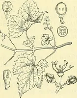 An illustration from Die wissenschaftliche Ausbildung des Apothekerlehrlings und seine Vorbereitung zum Gehülfenexamen : mit Rücksicht auf die neuesten Anforderungen (1884)