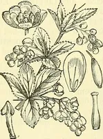 An illustration from Die wissenschaftliche Ausbildung des Apothekerlehrlings und seine Vorbereitung zum Gehülfenexamen : mit Rücksicht auf die neuesten Anforderungen (1884)