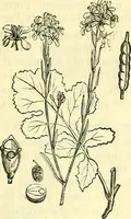 An illustration from Die wissenschaftliche Ausbildung des Apothekerlehrlings und seine Vorbereitung zum Gehülfenexamen : mit Rücksicht auf die neuesten Anforderungen (1884)