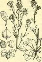 An illustration from Die wissenschaftliche Ausbildung des Apothekerlehrlings und seine Vorbereitung zum Gehülfenexamen : mit Rücksicht auf die neuesten Anforderungen (1884)