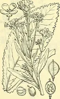 An illustration from Die wissenschaftliche Ausbildung des Apothekerlehrlings und seine Vorbereitung zum Gehülfenexamen : mit Rücksicht auf die neuesten Anforderungen (1884)