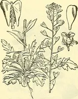An illustration from Die wissenschaftliche Ausbildung des Apothekerlehrlings und seine Vorbereitung zum Gehülfenexamen : mit Rücksicht auf die neuesten Anforderungen (1884)