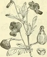 An illustration from Die wissenschaftliche Ausbildung des Apothekerlehrlings und seine Vorbereitung zum Gehülfenexamen : mit Rücksicht auf die neuesten Anforderungen (1884)