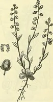 An illustration from Die wissenschaftliche Ausbildung des Apothekerlehrlings und seine Vorbereitung zum Gehülfenexamen : mit Rücksicht auf die neuesten Anforderungen (1884)