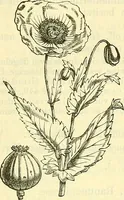 An illustration from Die wissenschaftliche Ausbildung des Apothekerlehrlings und seine Vorbereitung zum Gehülfenexamen : mit Rücksicht auf die neuesten Anforderungen (1884)