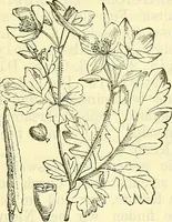 An illustration from Die wissenschaftliche Ausbildung des Apothekerlehrlings und seine Vorbereitung zum Gehülfenexamen : mit Rücksicht auf die neuesten Anforderungen (1884)