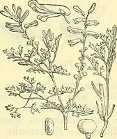 An illustration from Die wissenschaftliche Ausbildung des Apothekerlehrlings und seine Vorbereitung zum Gehülfenexamen : mit Rücksicht auf die neuesten Anforderungen (1884)