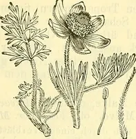 An illustration from Die wissenschaftliche Ausbildung des Apothekerlehrlings und seine Vorbereitung zum Gehülfenexamen : mit Rücksicht auf die neuesten Anforderungen (1884)