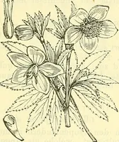 An illustration from Die wissenschaftliche Ausbildung des Apothekerlehrlings und seine Vorbereitung zum Gehülfenexamen : mit Rücksicht auf die neuesten Anforderungen (1884)