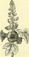 An illustration from Die wissenschaftliche Ausbildung des Apothekerlehrlings und seine Vorbereitung zum Gehülfenexamen : mit Rücksicht auf die neuesten Anforderungen (1884)