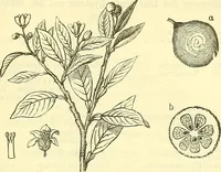 An illustration from Die wissenschaftliche Ausbildung des Apothekerlehrlings und seine Vorbereitung zum Gehülfenexamen : mit Rücksicht auf die neuesten Anforderungen (1884)