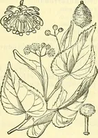 An illustration from Die wissenschaftliche Ausbildung des Apothekerlehrlings und seine Vorbereitung zum Gehülfenexamen : mit Rücksicht auf die neuesten Anforderungen (1884)