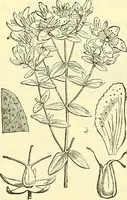 An illustration from Die wissenschaftliche Ausbildung des Apothekerlehrlings und seine Vorbereitung zum Gehülfenexamen : mit Rücksicht auf die neuesten Anforderungen (1884)