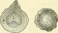 An illustration from Die wissenschaftliche Ausbildung des Apothekerlehrlings und seine Vorbereitung zum Gehülfenexamen : mit Rücksicht auf die neuesten Anforderungen (1884)
