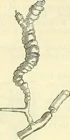 An illustration from Die wissenschaftliche Ausbildung des Apothekerlehrlings und seine Vorbereitung zum Gehülfenexamen : mit Rücksicht auf die neuesten Anforderungen (1884)