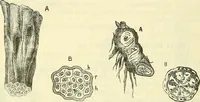 An illustration from Die wissenschaftliche Ausbildung des Apothekerlehrlings und seine Vorbereitung zum Gehülfenexamen : mit Rücksicht auf die neuesten Anforderungen (1884)