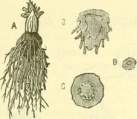 An illustration from Die wissenschaftliche Ausbildung des Apothekerlehrlings und seine Vorbereitung zum Gehülfenexamen : mit Rücksicht auf die neuesten Anforderungen (1884)