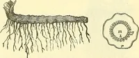 An illustration from Die wissenschaftliche Ausbildung des Apothekerlehrlings und seine Vorbereitung zum Gehülfenexamen : mit Rücksicht auf die neuesten Anforderungen (1884)
