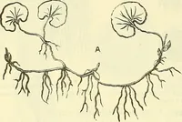 An illustration from Die wissenschaftliche Ausbildung des Apothekerlehrlings und seine Vorbereitung zum Gehülfenexamen : mit Rücksicht auf die neuesten Anforderungen (1884)