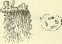 An illustration from Die wissenschaftliche Ausbildung des Apothekerlehrlings und seine Vorbereitung zum Gehülfenexamen : mit Rücksicht auf die neuesten Anforderungen (1884)